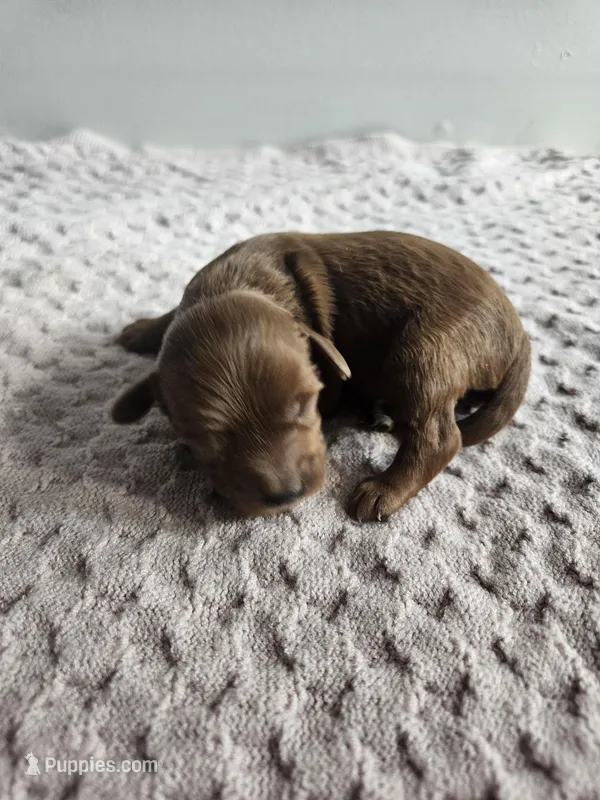 Cheif – Cavapoo puppy for sale in Crab Orchard, KY