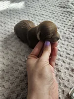 Cheif, a male Cavapoo for sale in Crab Orchard, KY – Photo 2 of 5