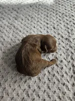 Cheif, a male Cavapoo for sale in Crab Orchard, KY – Photo 3 of 5