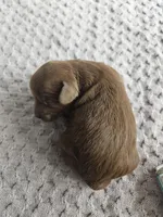 Cheif, a male Cavapoo for sale in Crab Orchard, KY – Photo 5 of 5