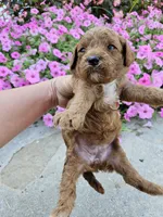 Hazel , a female Cavapoo for sale in Crab Orchard, KY – 2 of 6