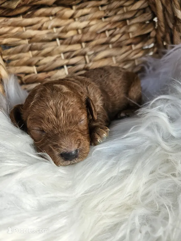 Hazel  – Cavapoo puppy for sale in Crab Orchard, KY