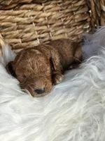 Hazel , a female Cavapoo for sale in Crab Orchard, KY – 1 of 5