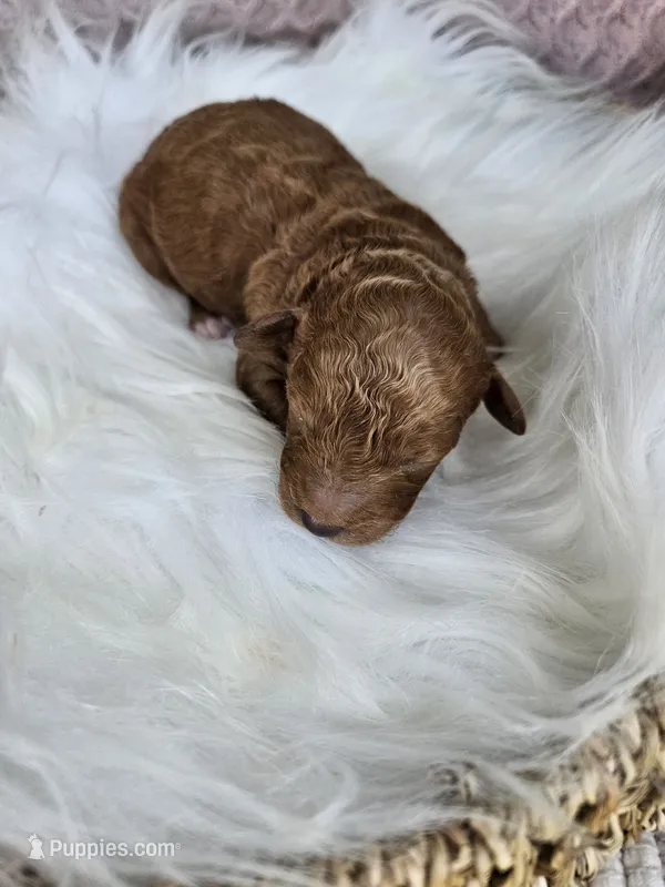 Judge – Cavapoo puppy for sale in Crab Orchard, KY