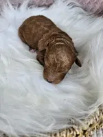 Judge, a male Cavapoo for sale in Crab Orchard, KY – 1 of 4