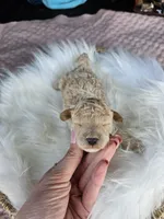 Winston, a male Cavapoo for sale in Crab Orchard, KY – Photo 1 of 6