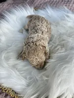 Winston, a male Cavapoo for sale in Crab Orchard, KY – Photo 6 of 6