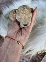 Winston, a male Cavapoo for sale in Crab Orchard, KY – Photo 4 of 6