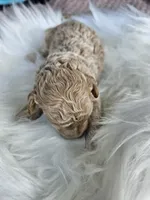 Winston, a male Cavapoo for sale in Crab Orchard, KY – Photo 5 of 6