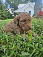 Silas, a male Cavapoo for sale in Crab Orchard, KY – 6 of 6