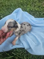 Levi, a male Australian Shepherd for sale in Crab Orchard, KY – 3 of 6