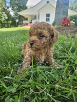 Rhett, a male Bichpoo for sale in Crab Orchard, KY – 4 of 6