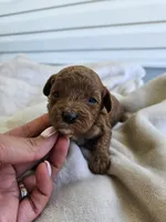 Sarge, a male Cavapoo for sale in Crab Orchard, KY – 4 of 5
