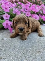 Hazel , a female Cavapoo for sale in Crab Orchard, KY – 5 of 6