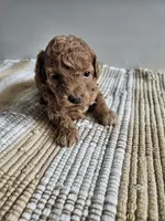 Wren, a female Cavapoo for sale in Crab Orchard, KY – Photo 5 of 5