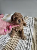 Wren, a female Cavapoo for sale in Crab Orchard, KY – Photo 4 of 5