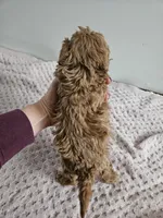 Wren, a female Cavapoo for sale in Crab Orchard, KY – Photo 2 of 5