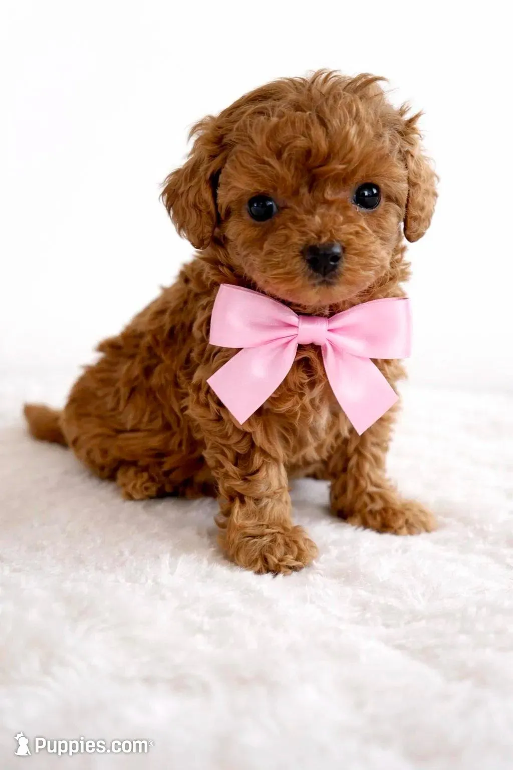 Wren, a female Cavapoo for sale in Crab Orchard, KY – Photo 1 of 5