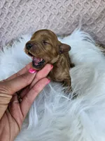 Maple, a female Cavapoo for sale in Crab Orchard, KY – 2 of 3
