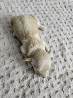 Daisy, a male Cavapoo for sale in Crab Orchard, KY – Photo 4 of 5