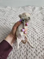 Daisy, a male Cavapoo for sale in Crab Orchard, KY – Photo 3 of 5