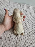 Daisy, a male Cavapoo for sale in Crab Orchard, KY – Photo 5 of 5