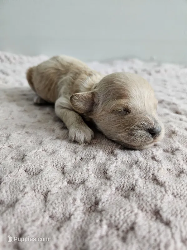 Daisy – Cavapoo puppy for sale in Crab Orchard, KY