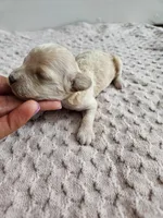 Daisy, a male Cavapoo for sale in Crab Orchard, KY – Photo 2 of 5