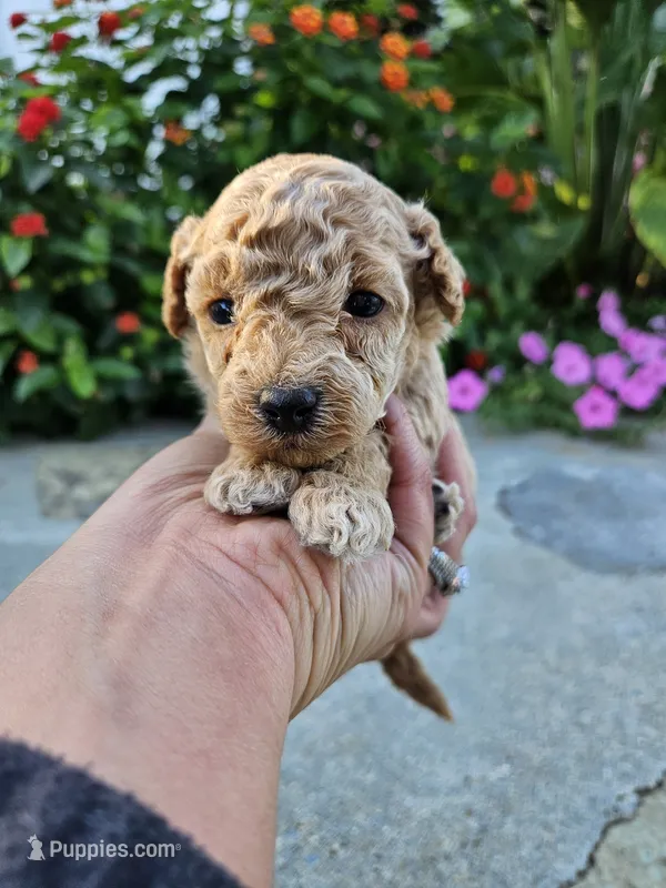 Winston – Bichpoo puppy for sale in Crab Orchard, KY