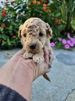Winston, a female Bichpoo for sale in Crab Orchard, KY – 1 of 5
