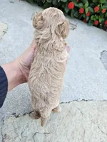 Winston, a female Bichpoo for sale in Crab Orchard, KY – 3 of 5