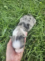 Luna, a female Australian Shepherd for sale in Crab Orchard, KY – 5 of 8
