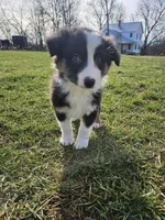 Cheif, a male Australian Shepherd for sale in Crab Orchard, KY – Photo 4 of 4