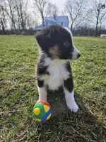 Cheif, a male Australian Shepherd for sale in Crab Orchard, KY – Photo 1 of 4