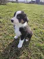 Cheif, a male Australian Shepherd for sale in Crab Orchard, KY – Photo 3 of 4