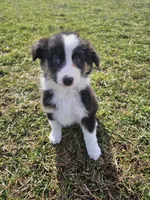 Cheif, a male Australian Shepherd for sale in Crab Orchard, KY – Photo 2 of 4