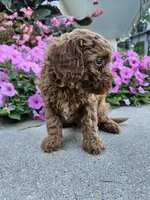 Griff, a male Cavapoo for sale in Crab Orchard, KY – 3 of 4