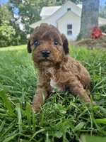 Sarge, a male Cavapoo for sale in Crab Orchard, KY – 5 of 5
