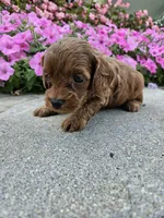Goose, a male Cavapoo for sale in Crab Orchard, KY – 5 of 5