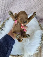 Mischief , a male Cavapoo for sale in Crab Orchard, KY – 2 of 4