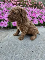 Gus, a male Cavapoo for sale in Crab Orchard, KY – 4 of 4