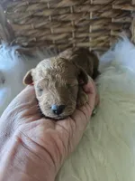 Gyspy, a female Cavapoo for sale in Crab Orchard, KY – 5 of 7