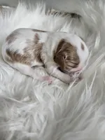 Archie, a male Cavapoo for sale in Crab Orchard, KY – Photo 2 of 5