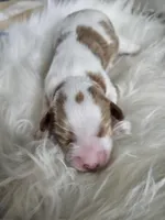 Archie, a male Cavapoo for sale in Crab Orchard, KY – Photo 3 of 5