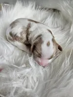 Archie, a male Cavapoo for sale in Crab Orchard, KY – Photo 1 of 5