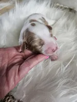 Archie, a male Cavapoo for sale in Crab Orchard, KY – Photo 4 of 5