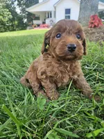 Jet, a male Cavapoo for sale in Crab Orchard, KY – 4 of 5
