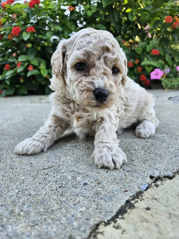 Willow – Bichpoo puppy for sale in Crab Orchard, KY