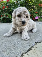Willow, a female Bichpoo for sale in Crab Orchard, KY – 1 of 5