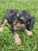 Tia, a female Cavapoo for sale in Crab Orchard, KY – 2 of 3
